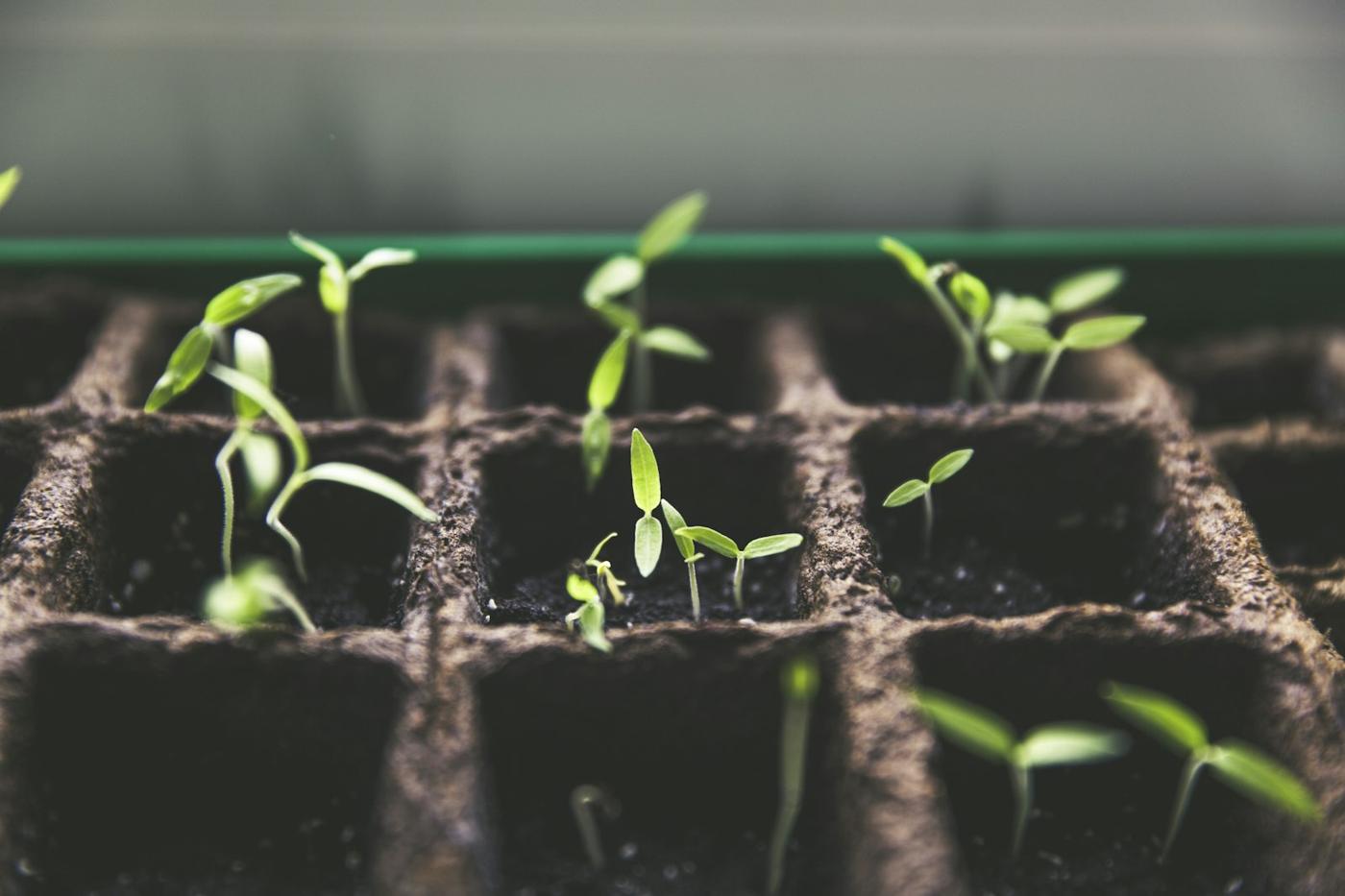Seedlings starting in a planting tray