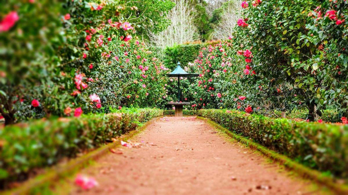 A lush planted garden path with layered beds