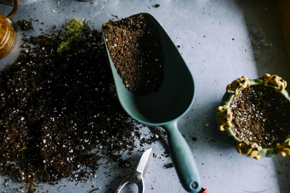 Hands planting a young plant into garden soil